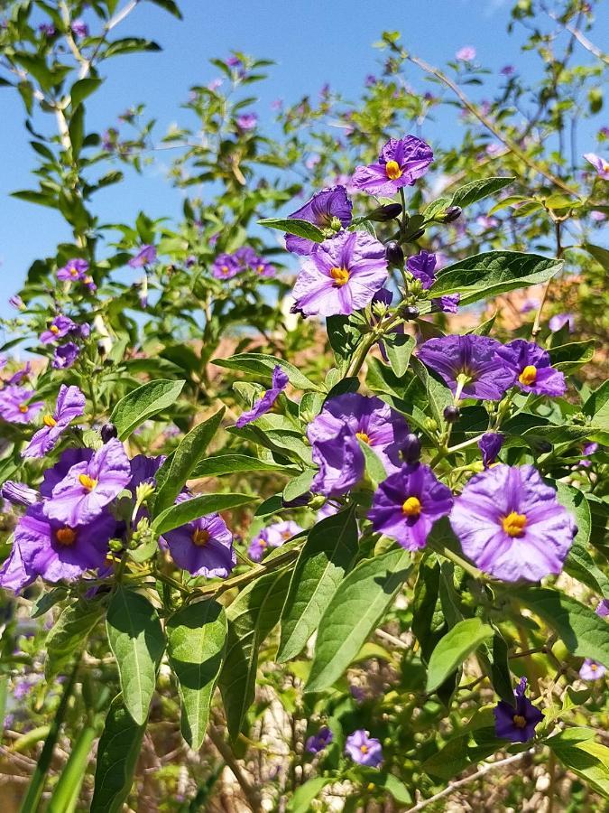 Gite Climatise L'Oisellerie Castelnou Eksteriør billede